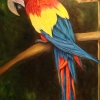 Guacamaya l, oil, private collection