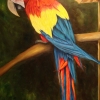 Guacamaya l, oil, private collection