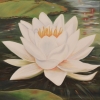 Lotus lll